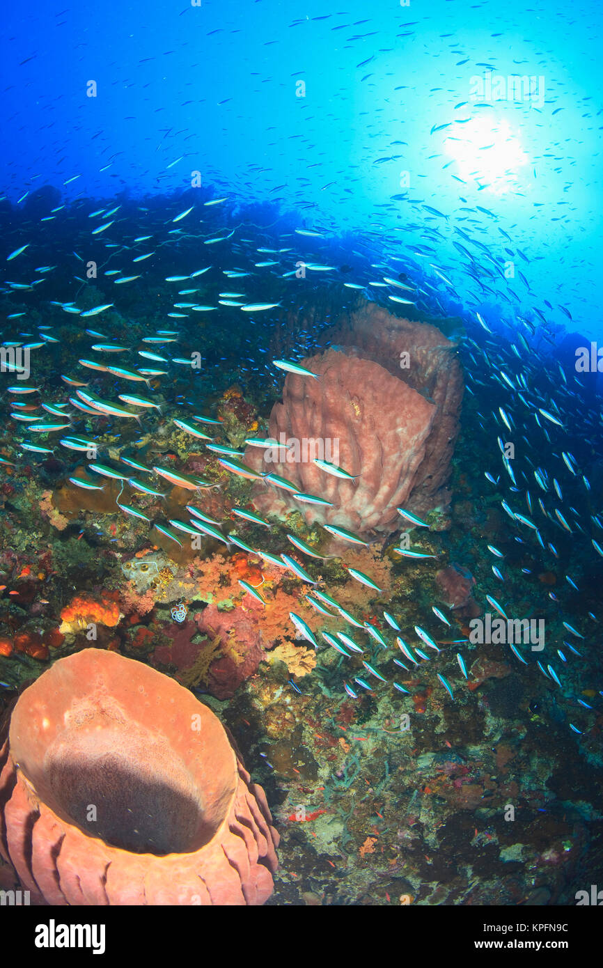 Profuse sea life, fusiliers and soft corals and sea fans, Gunung Api Island, Banda Sea, Indonesia Stock Photo