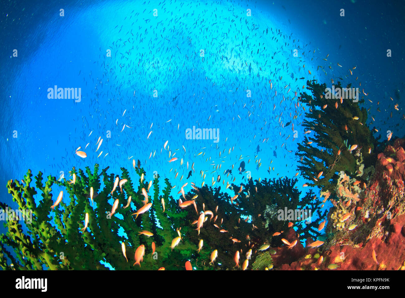 Schooling Anthias fish and Tubastrea hard coral, Kadola Island, Lucipara Group, Banda Sea, Indonesia Stock Photo
