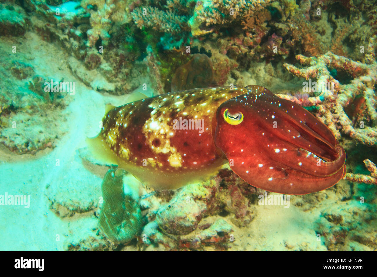 Broadclub Cuttlefish (Sepia latimanus), Kadola Island, Lucipara Group, Banda Sea, Indonesia Stock Photo