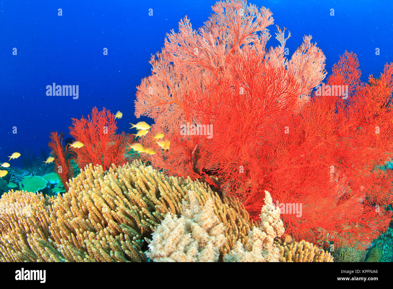 Brilliant red sea fans (Melithaea sp. ), Komba Island, Flores Sea, Indonesia Stock Photo