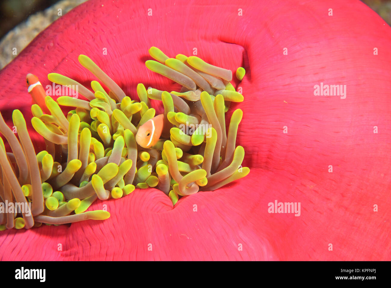 Maldivian Endemic Anemonefish (Ampiprion nigripes) in Giant Indo Pacific Sea Anemone, Maamendhoo Pass, Maamendhoo Island, North Huvadhoo Atoll, Southern Maldives, Indian Ocean Stock Photo