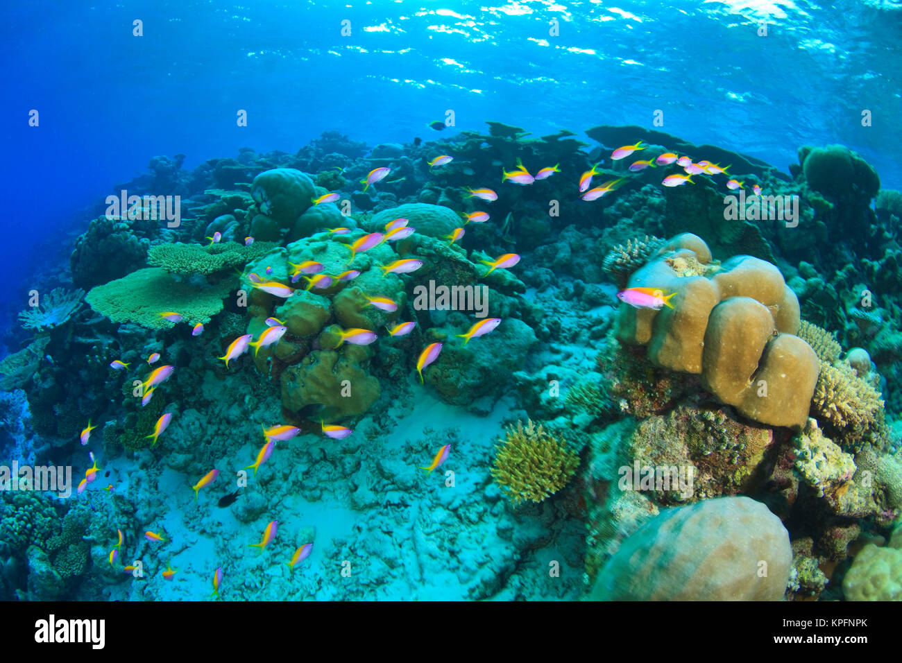 Schooling Anthias fish (Pseudanthias evansi) around shallow pristine hard coral reef, Maamendhoo Pass, Maamendhoo Island, North Huvadhoo Atoll, Southern Maldives, Indian Ocean Stock Photo