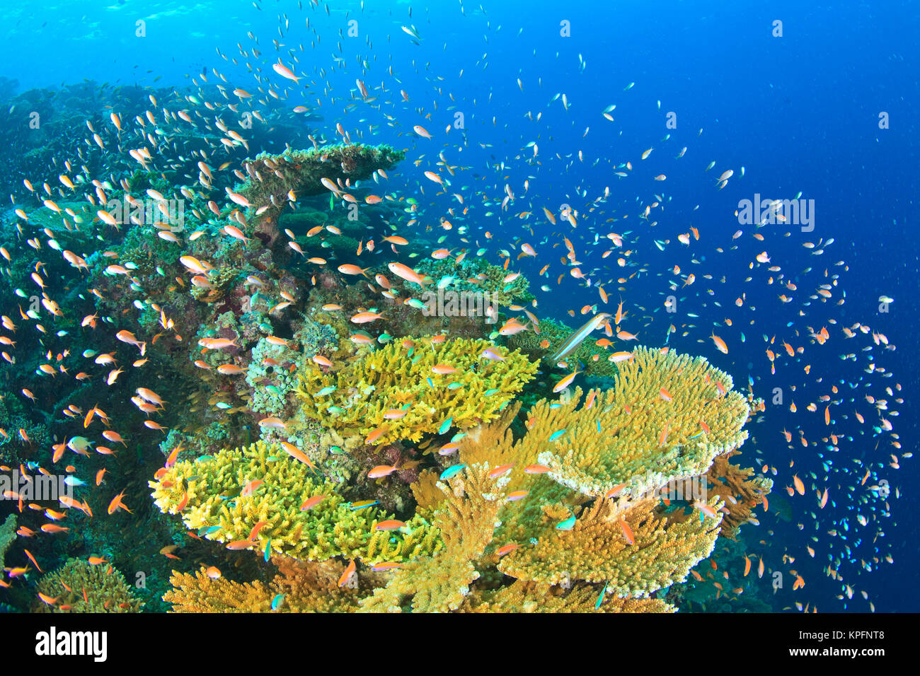 Schooling Anthias fish (Pseudanthias evansi, North Huvadhoo Atoll, Southern Maldives, Indian Ocean Stock Photo