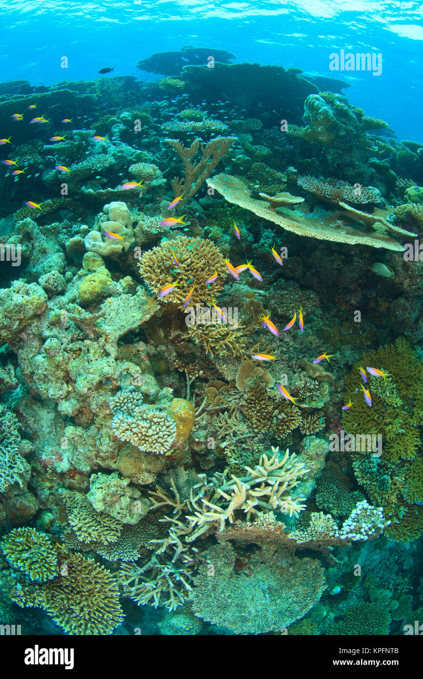 Schooling Anthias fish (Pseudanthias evansi, North Huvadhoo Atoll, Southern Maldives, Indian Ocean Stock Photo
