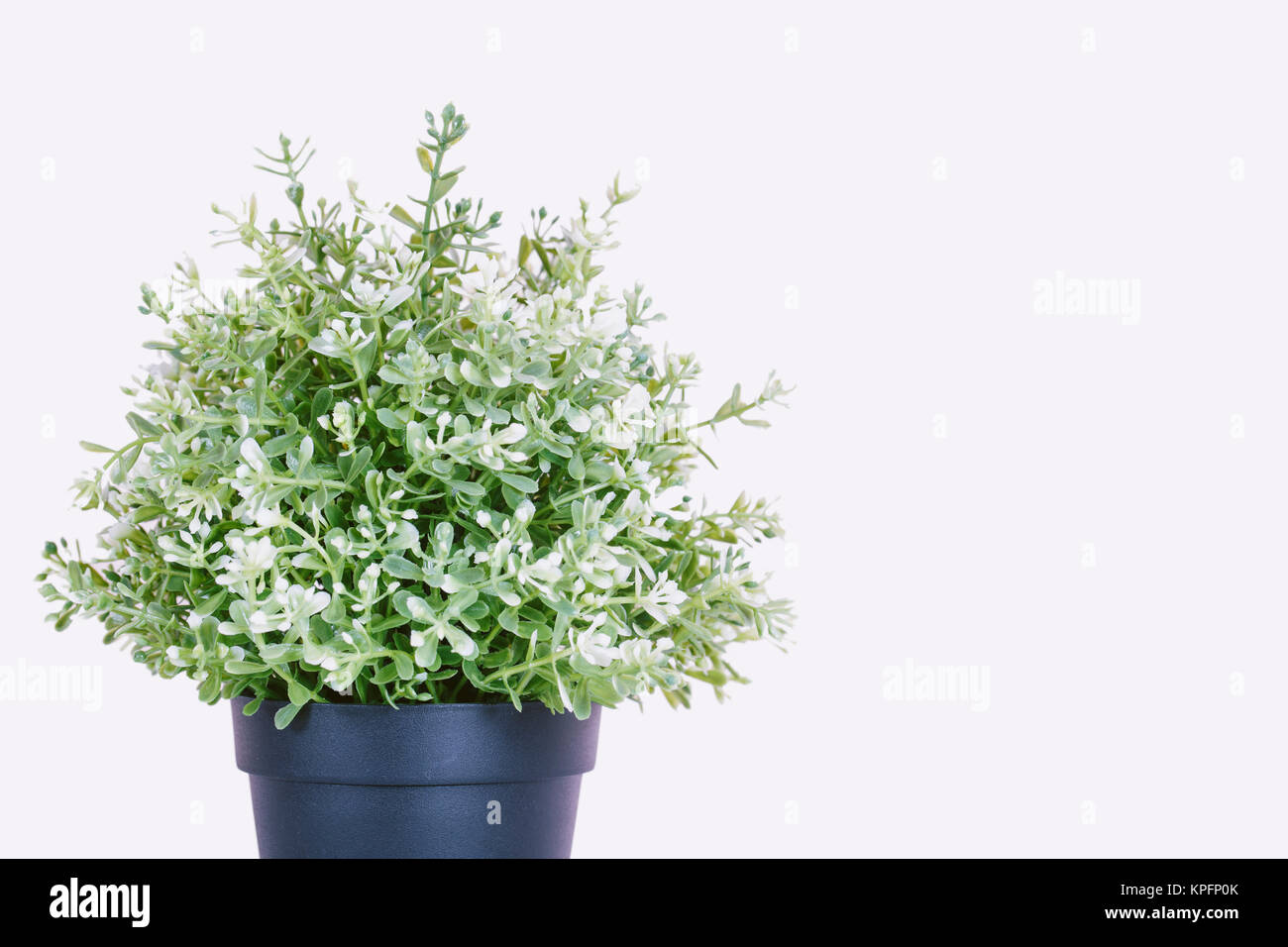 House plant in the black plastic flower pot isolated on a white ...