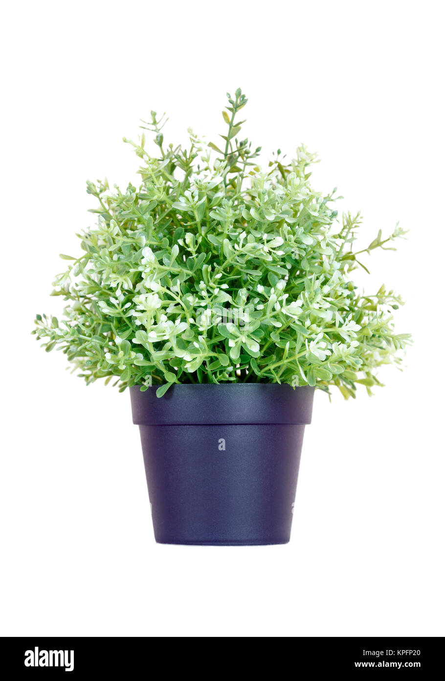 House plant in the black plastic flower pot isolated on a white ...