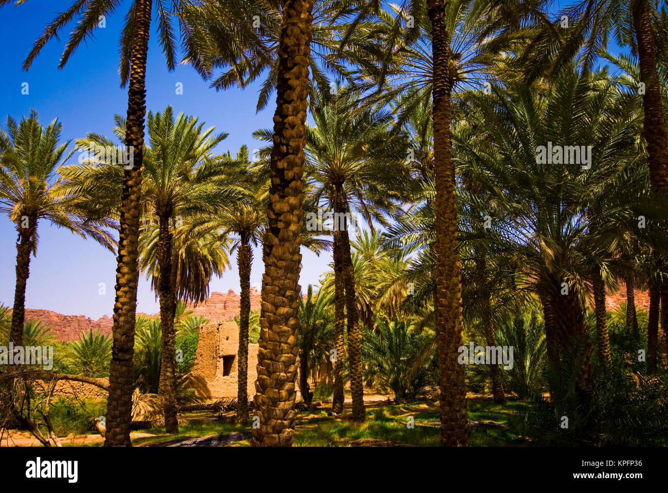 Saudi Arabia, AlUla date palm trees in the oasis and old houses Stock