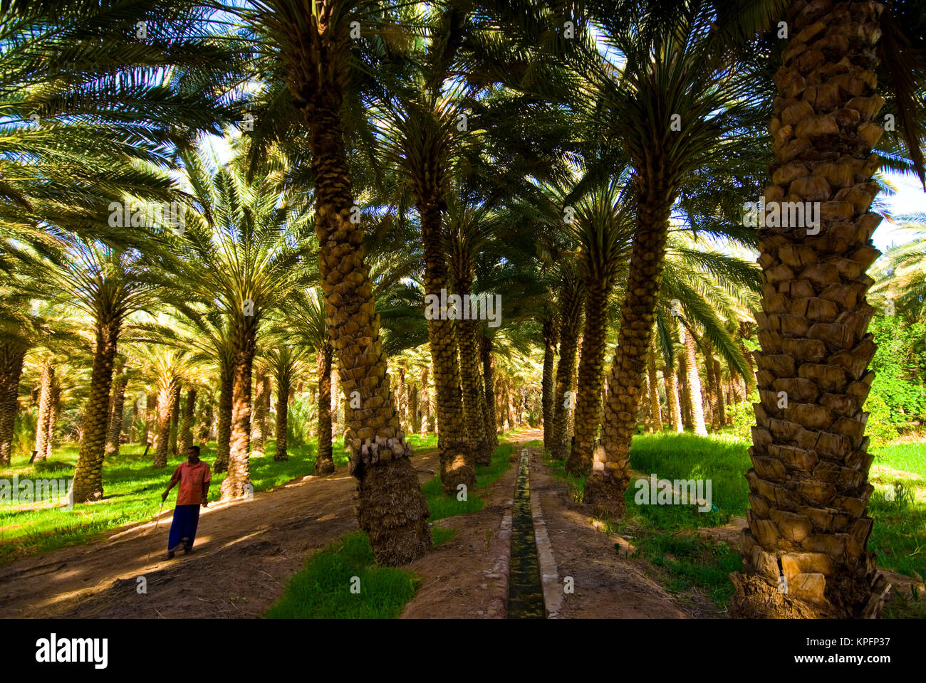 Saudi Arabia, Al Ula, irrigation system and date plam trees in the