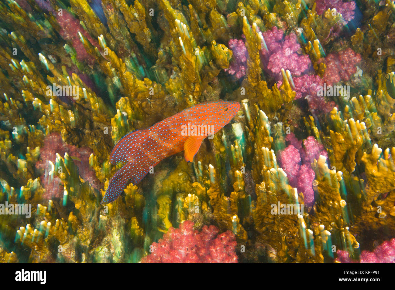 Coral Grouper (Cephalopholus miniata), Scuba diving at Richelieu Rock ...