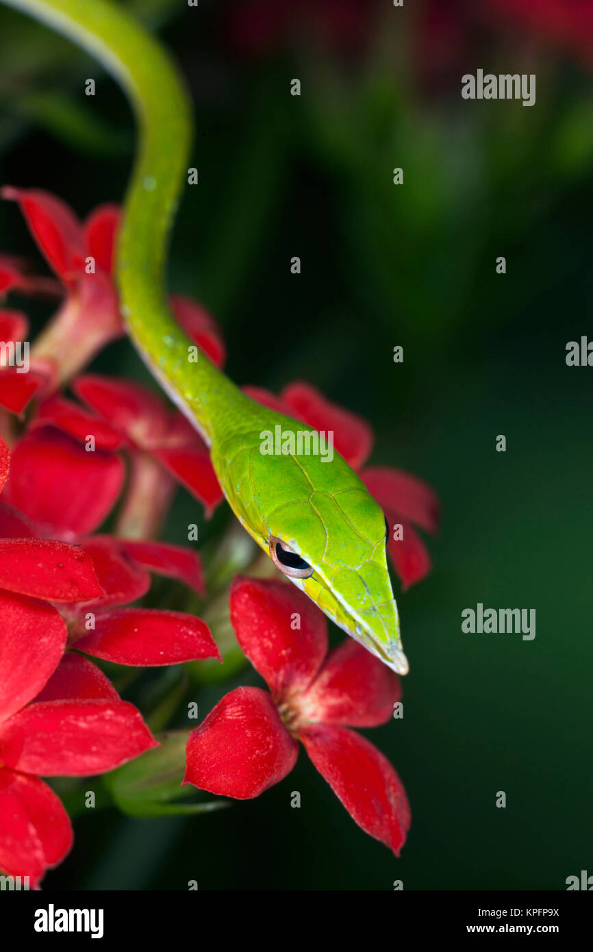 Green Vine Snake (Ahaetulla nasuta). Vietnam Stock Photo Alamy