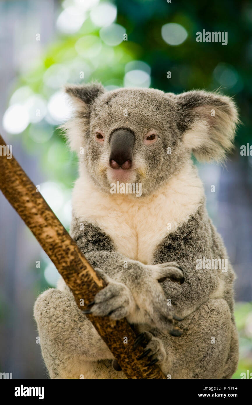 Australia, Queensland, Brisbane, Fig Tree Pocket. Lone Pine Koala
