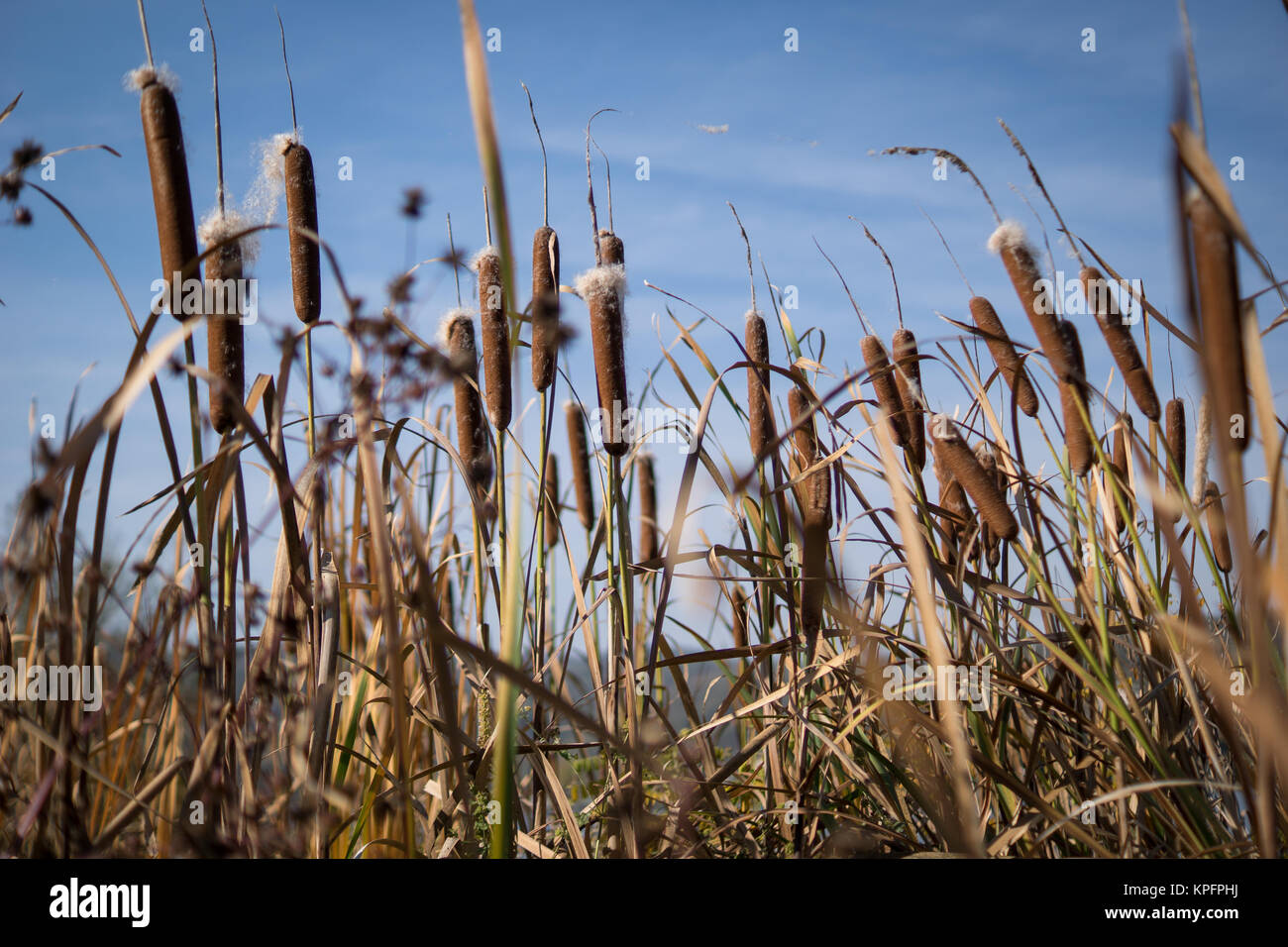 Bulrush blue sky Stock Photo - Alamy