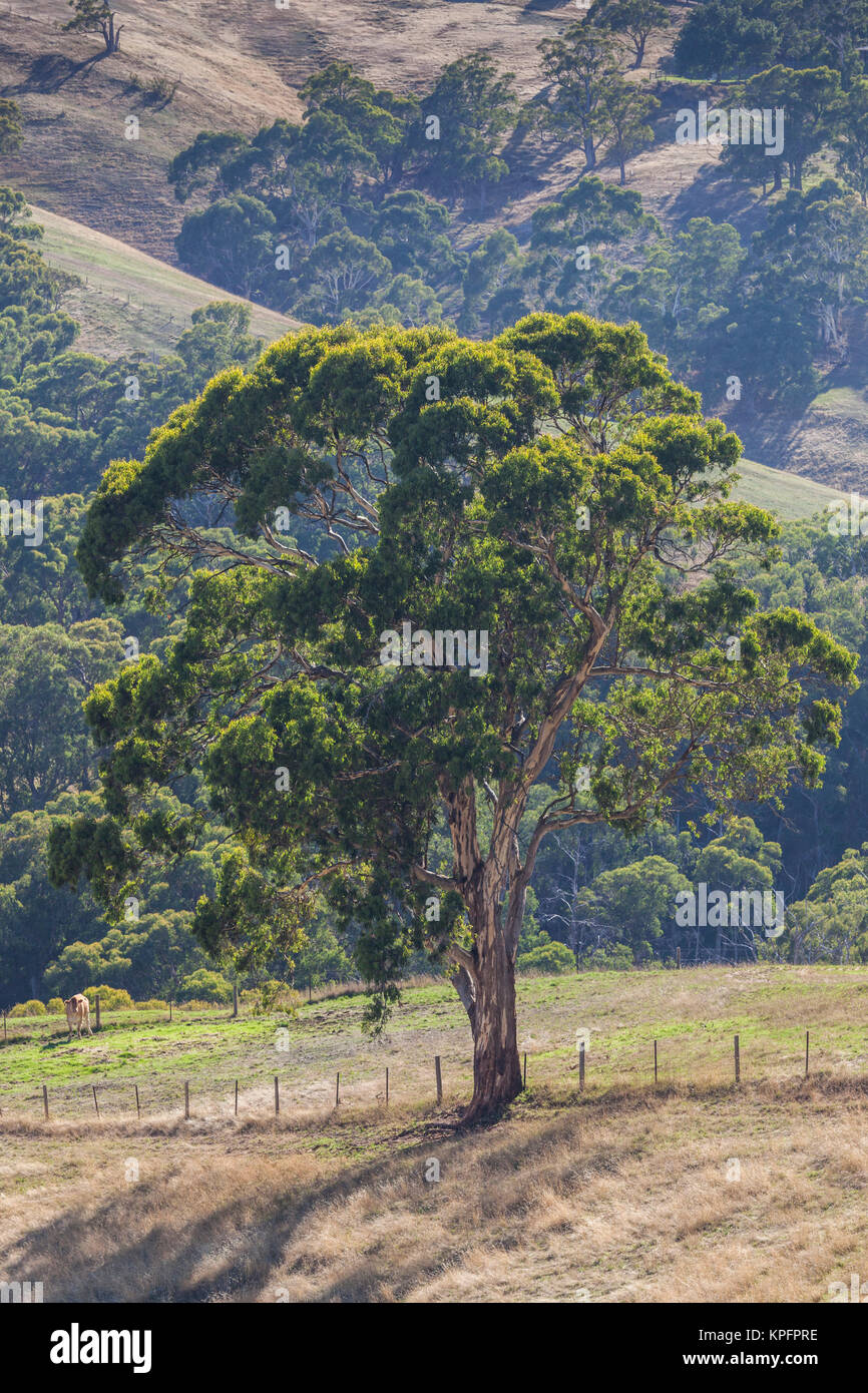 Australia, Adelaide Hills, landscape Stock Photo