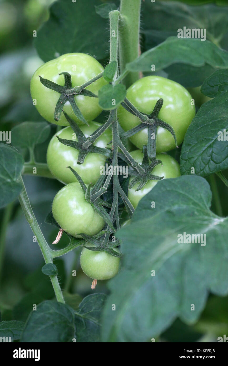 Healthy and unhealthy plants hires stock photography and images Alamy