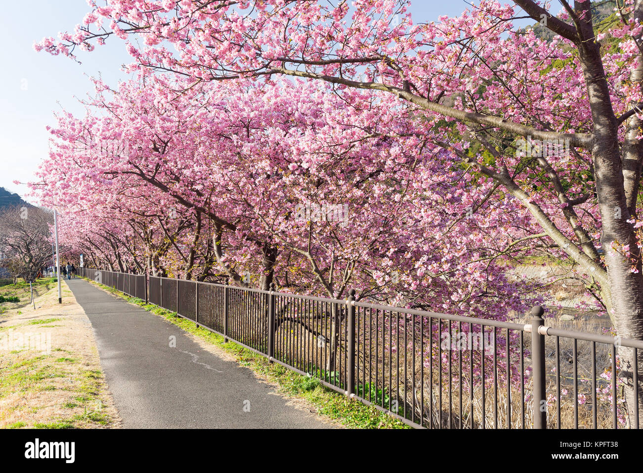 Sakura flower in Japan Stock Photo Alamy
