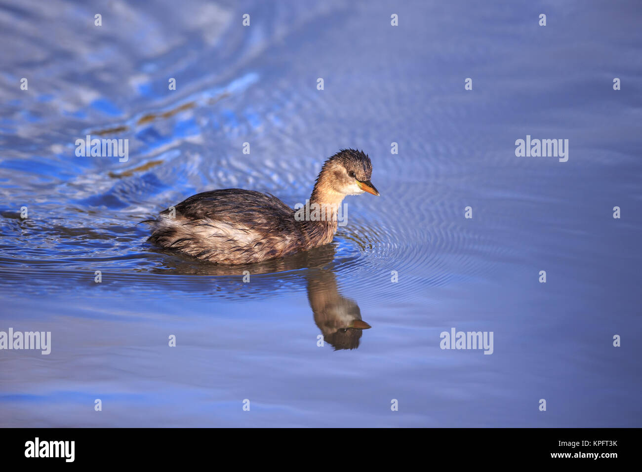 A Little Grebe on blue water Stock Photo