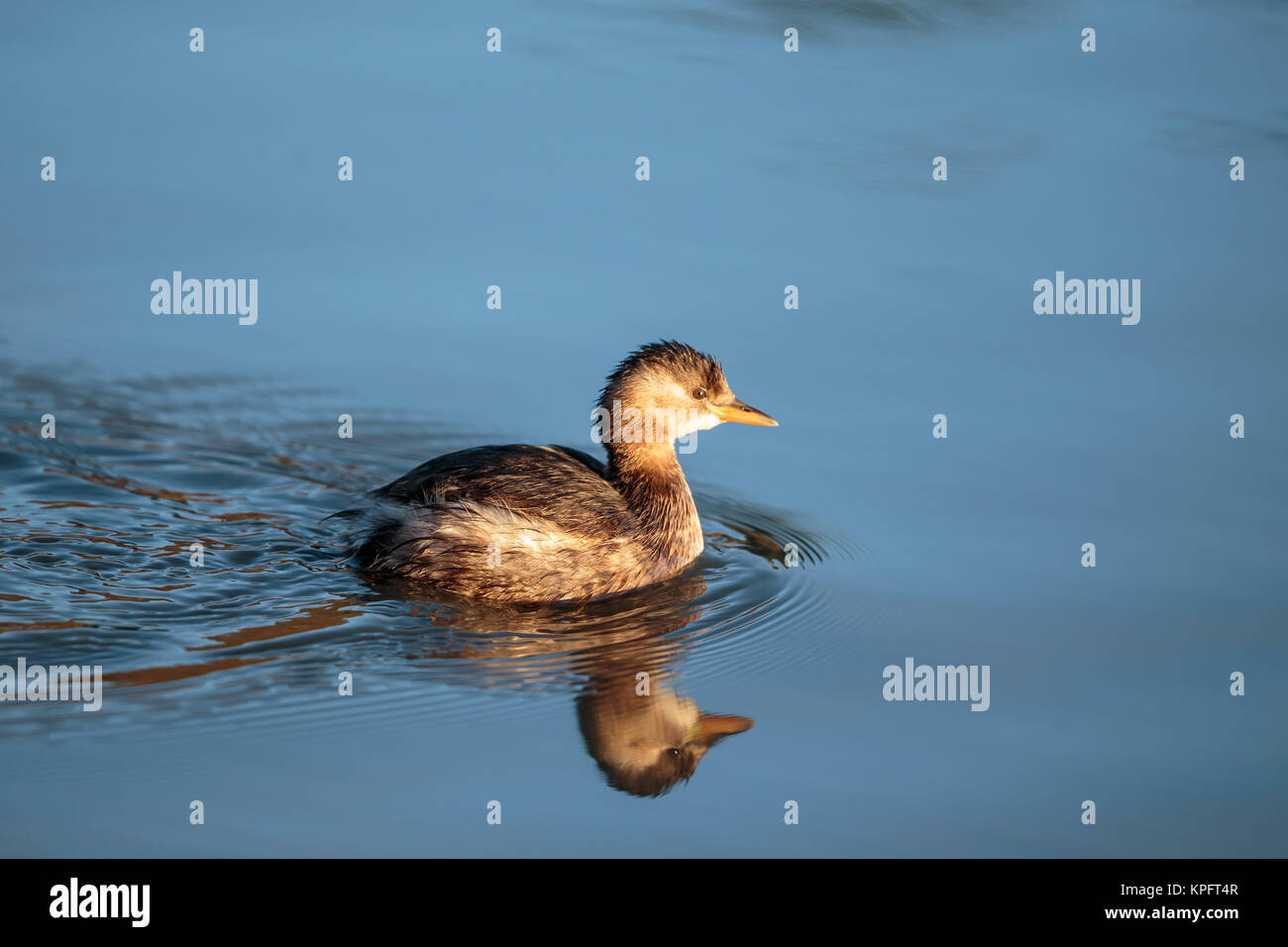 A Little Grebe on blue water Stock Photo
