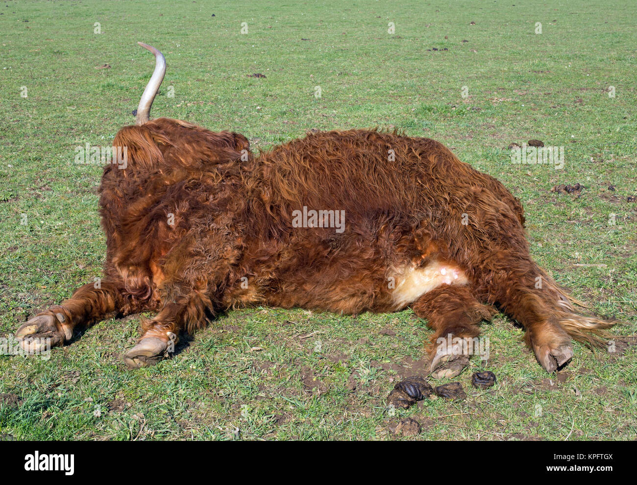 Scottish highland cattle on a meadow,blue cloudless sky Stock Photo - Alamy