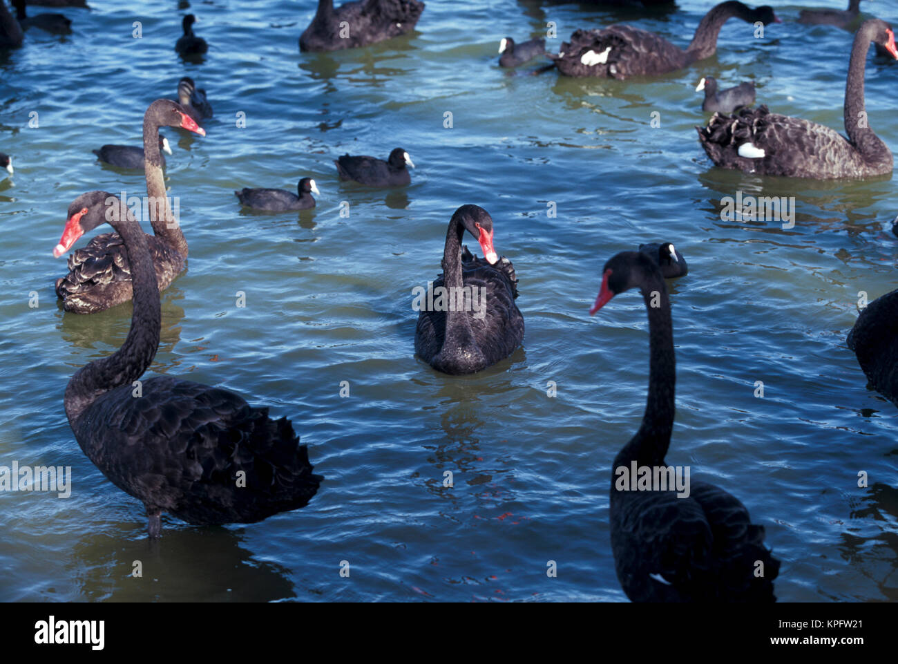 Australia, Western Australia, Perth, Bibra Lake. Black Swans Stock Photo