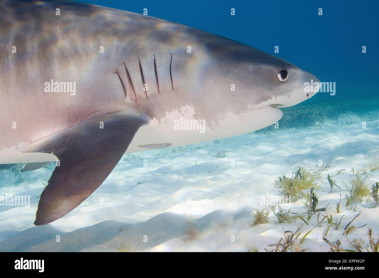 Tiger Sharks (Galeocerdo cuvier) Northern Bahamas Stock Photo - Alamy