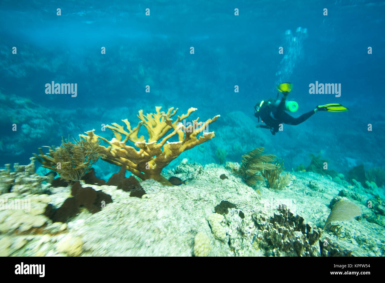 (MR) female scuba diver, Tortola, British Virgin Islands, Caribbean Stock Photo