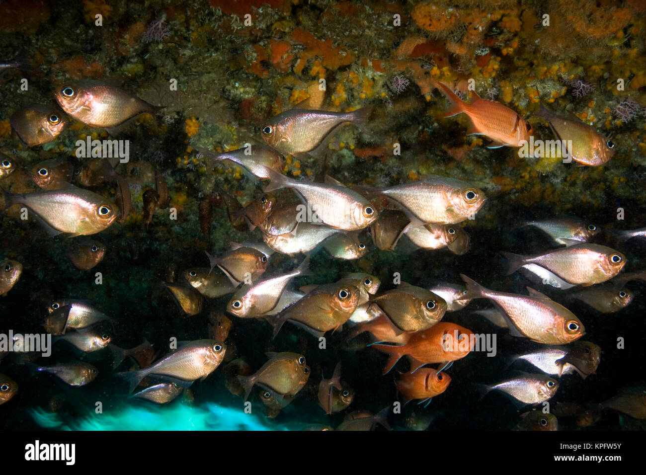 schooling fish in cave, Soldierfish & Sweepers, Virgin Gorda Island, British Virgin Islands, Caribbean Stock Photo