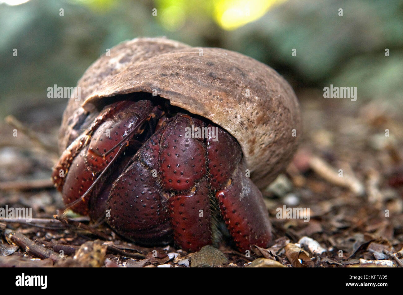 USA, UK, USVI, BVI. Hermit crab of Virgin Islands, Coenobita clypeatus Stock Photo
