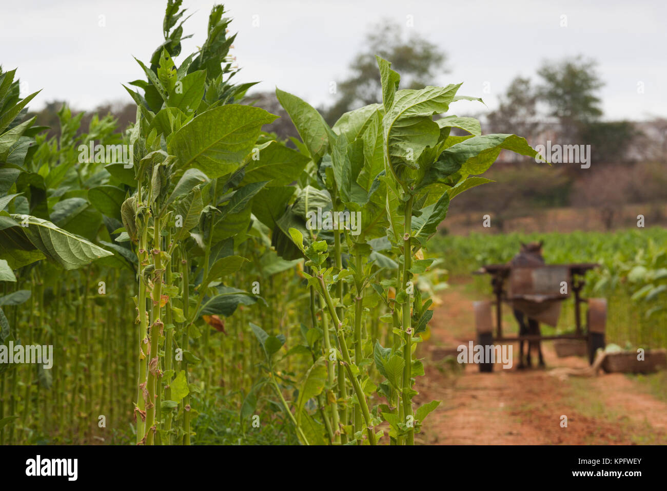 Cuba, Pinar del Rio Province, San Luis, Cuban tobacco plantation Stock