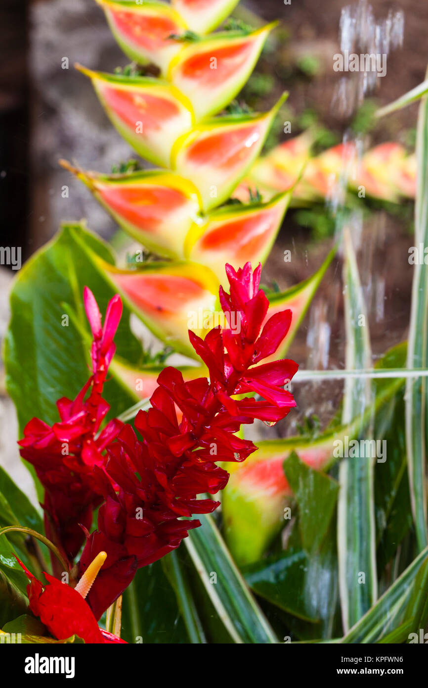 Dominica, Roseau, tropical vegetation, heliconia, heliconiaceae, and red ginger, alpinia purpurata Stock Photo
