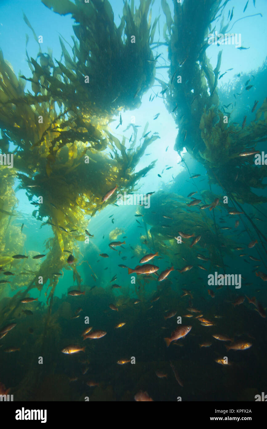 Juvenile Copper Rockfish hiding among, Giant Kelp (Macrocystis