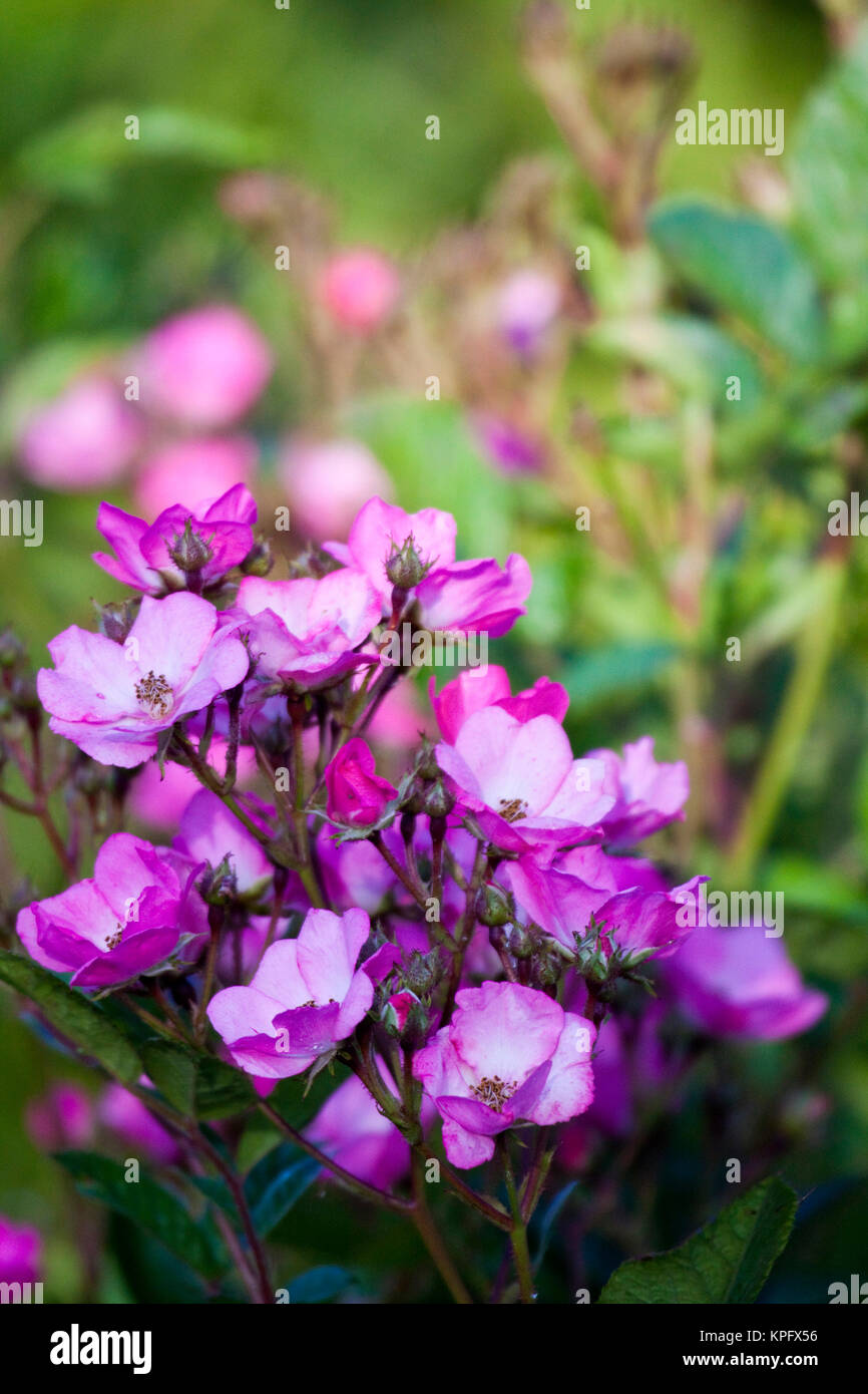North America. Canada. Victoria. Gardens at Governor's House Victoria