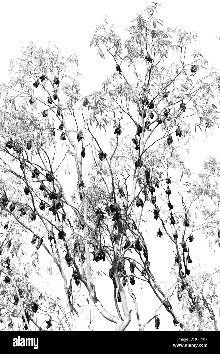 in the australia outback the wilderness colony of  bat in the tree Stock Photo
