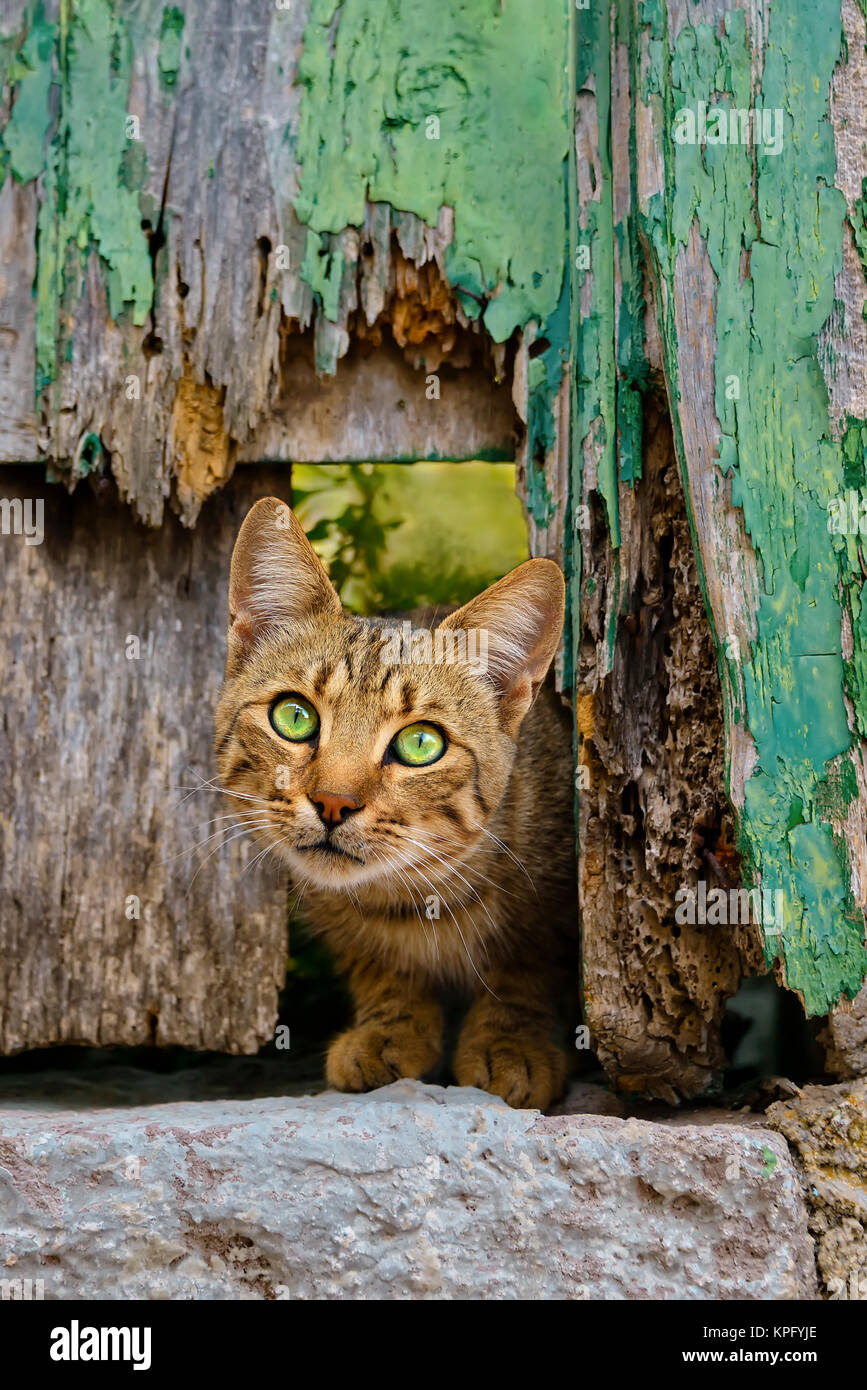 A curious brown tabby cat peering out of an old green wooden door with prying green eyes, Greece. Stock Photo
