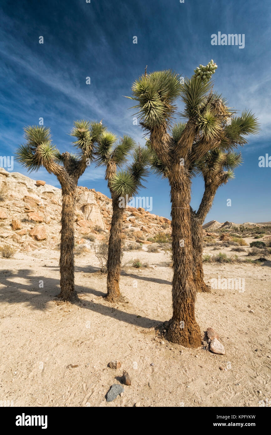 Joshua Trees in the Desert Stock Photo Alamy