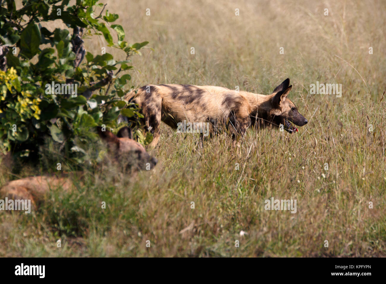 wild dogs Stock Photo