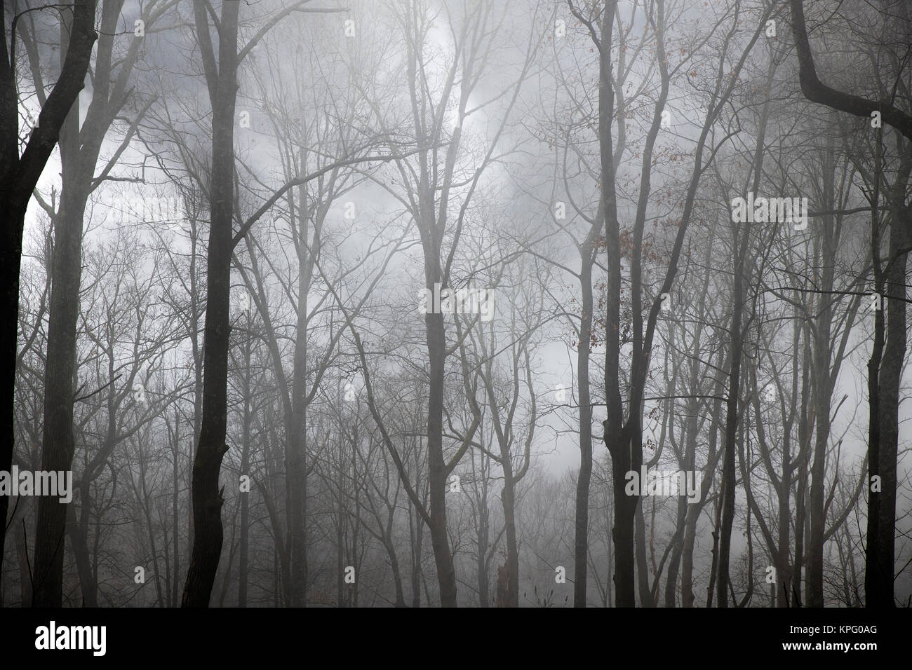 Winter forest shrouded in mist, North Carolina, USA. Stock Photo