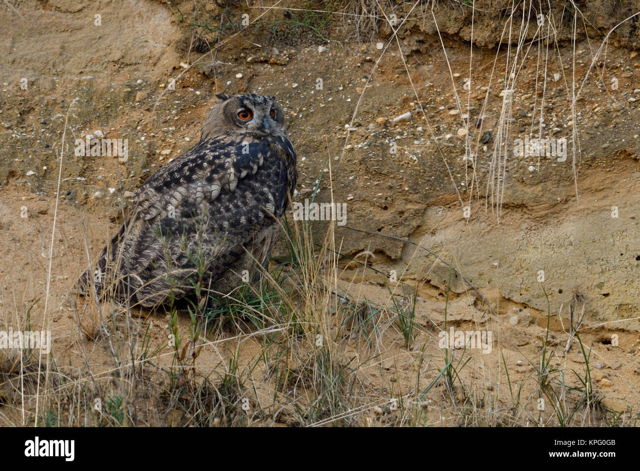 Eurasian Eagle Owl / Europaeischer Uhu ( Bubo bubo ), young bird, perched in the slope of a gravel pit, watching, wildlife, Europe. Stock Photo