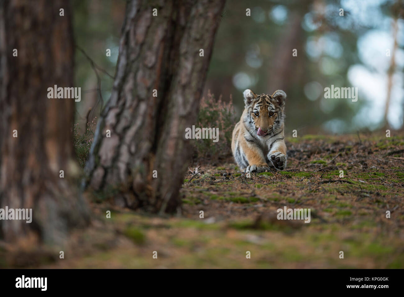 Big shot hi-res stock photography and images - Alamy