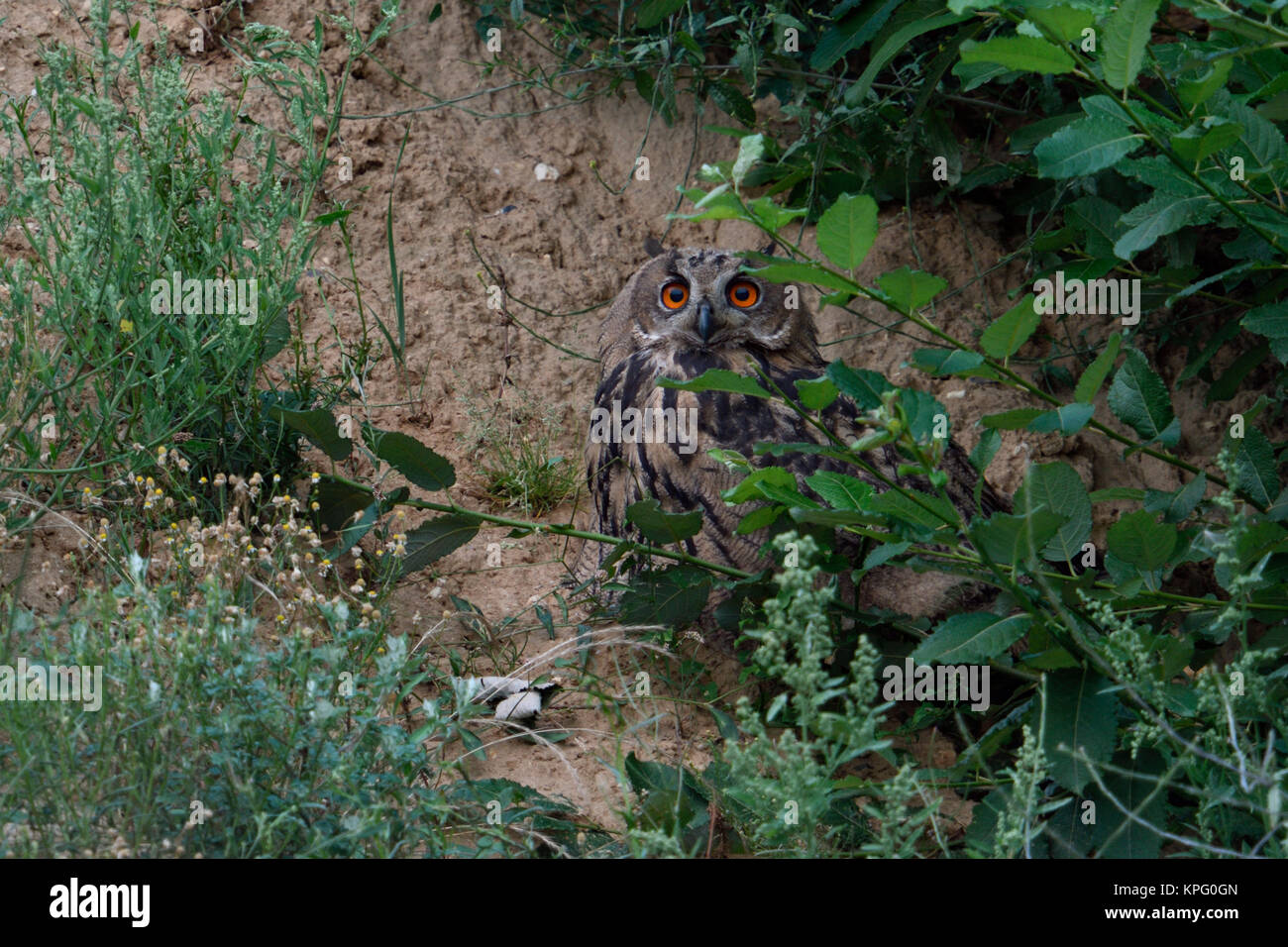 Eurasian Eagle Owl / Europaeischer Uhu ( Bubo bubo ), young, hiding under bushes in a slope of a sand pit, wildlife, Europe. Stock Photo