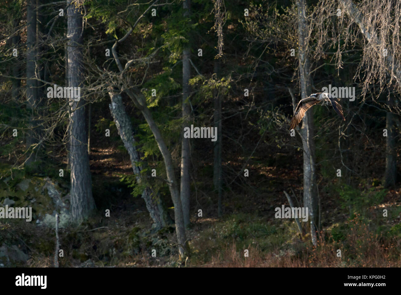 Western Osprey / Fischadler ( Pandion haliaetus ) hunting at a a lake in Sweden, Scandinavia, in typical surrounding, environment, Europe. Stock Photo
