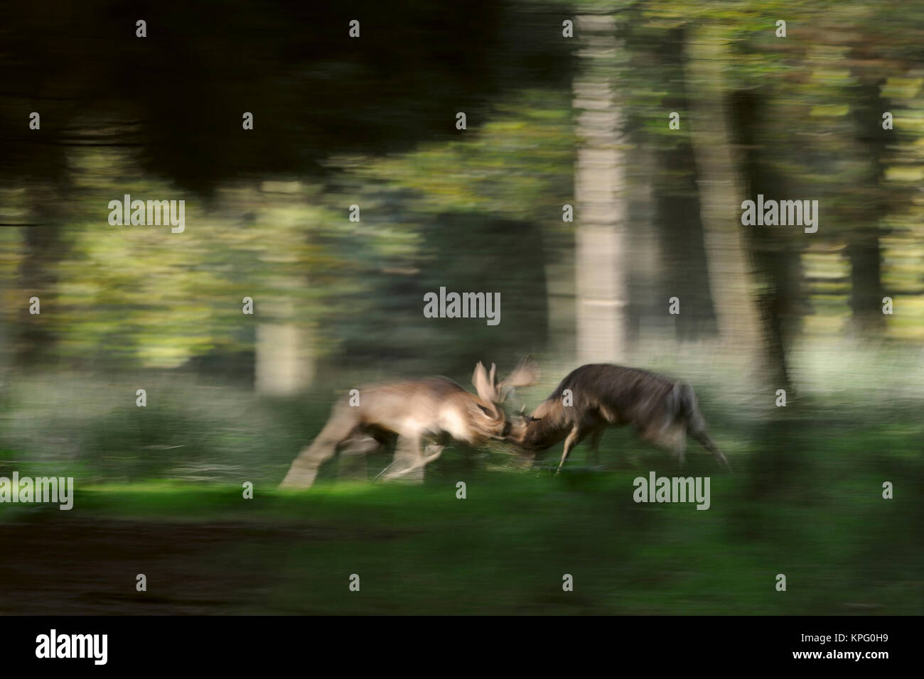 Fallow Deer ( Dama dama ) fighting, in hard fight, locking horns during rutting season, in the midst of a forest, in motion, dynamic, blurred, Europe. Stock Photo