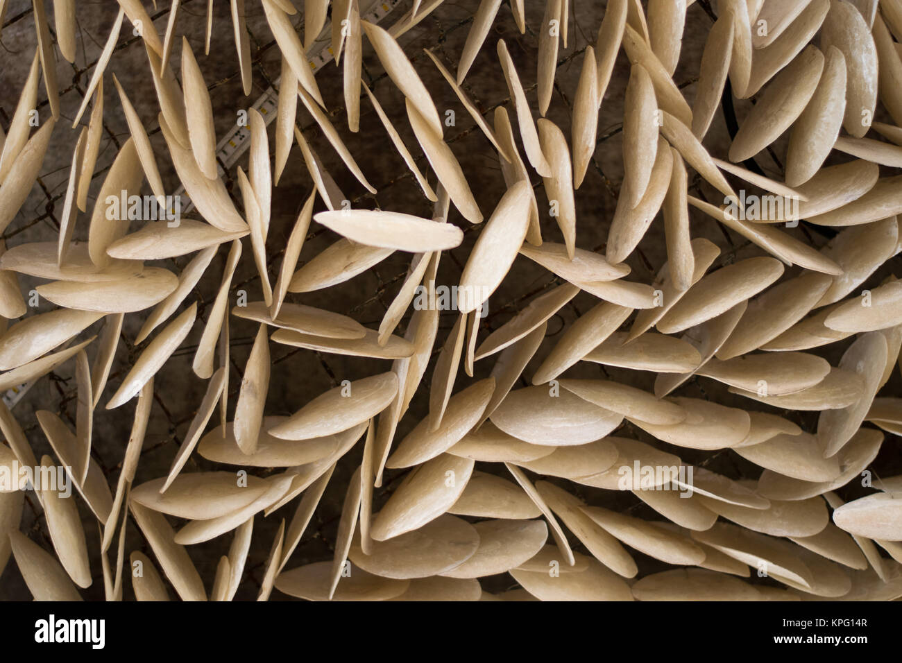 many shells on wall background Stock Photo - Alamy