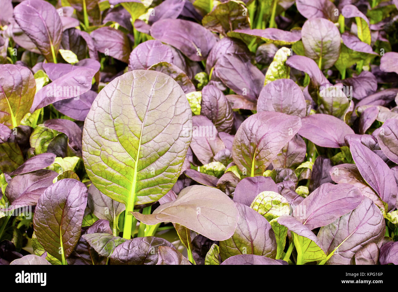 Red romaine lettuce Stock Photo - Alamy