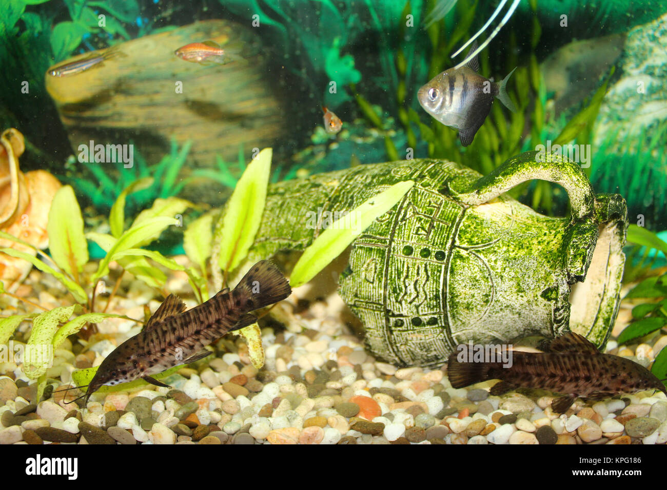 Hoplosternum thoracatum in aquarium Stock Photo