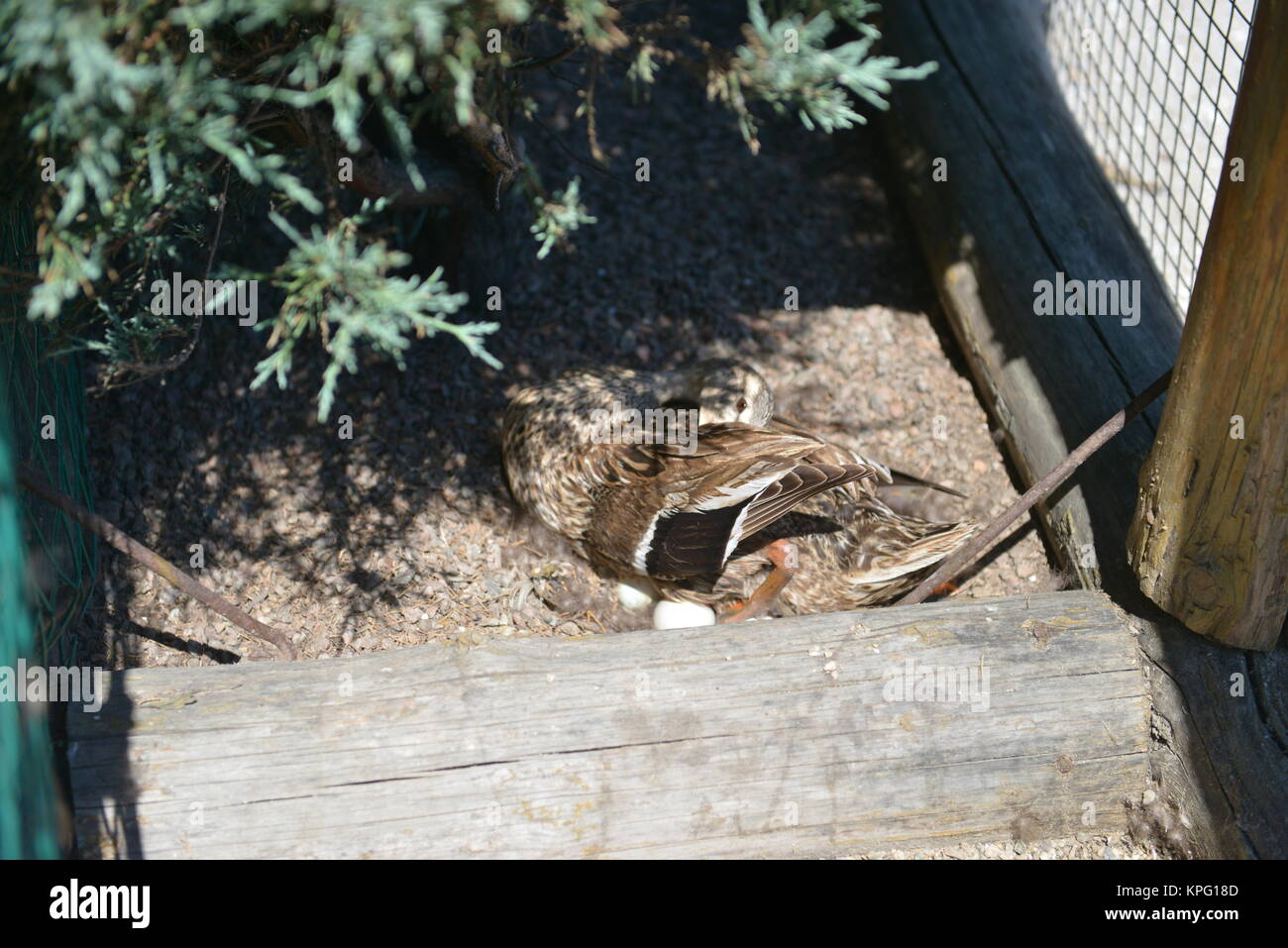 mother duck sitting on her eggs Stock Photo - Alamy