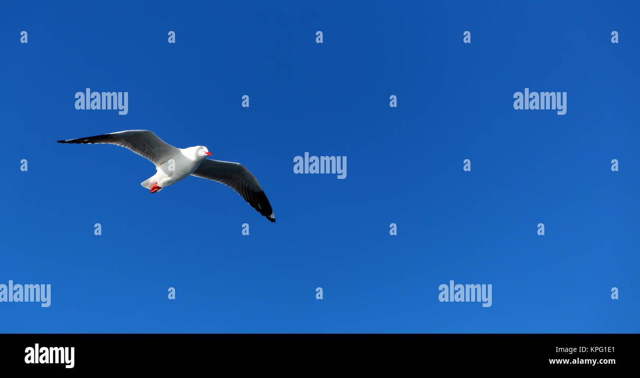 in australia a white free seagull flying in the clear sky Stock Photo ...
