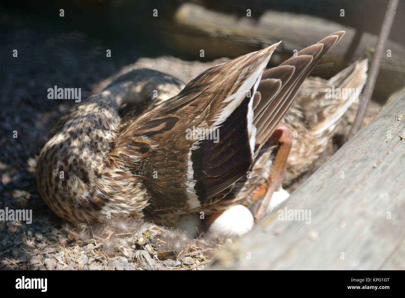 mother duck sitting on her eggs Stock Photo - Alamy