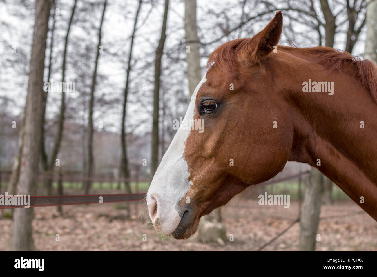 Profile of a horse Stock Photo - Alamy