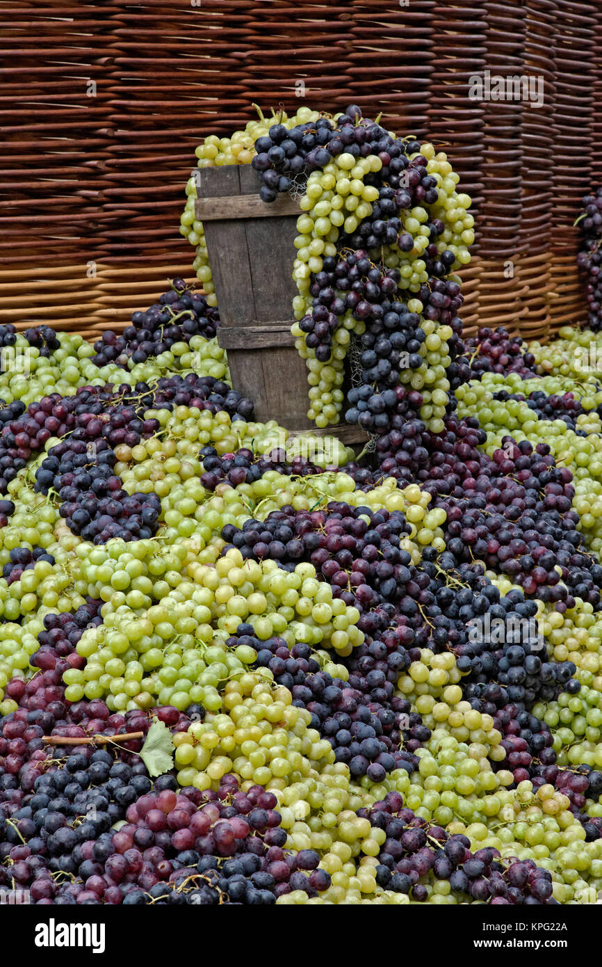 Grapes, La Festa dell'Uva, Impruneta, Tuscany, Italy Stock Photo