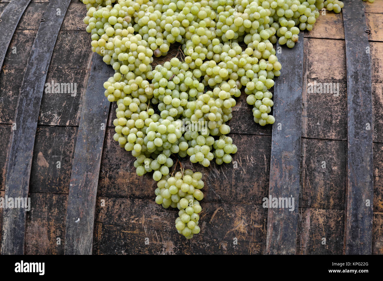 Grapes, La Festa dell'Uva, Impruneta, Tuscany, Italy Stock Photo